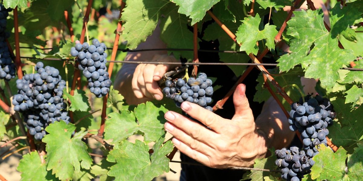 Situační zpráva o ochraně révy vinné č. 20/2025