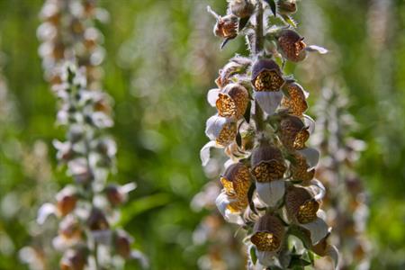 UMĚNÍM POZNÁVÁME SVÉ SOUSEDY * výstupy ČERVEN 2011