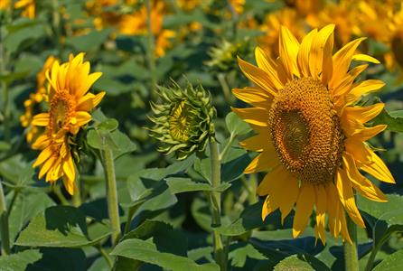 UMĚNÍM POZNÁVÁME SVÉ SOUSEDY * výstupy ČERVENEC 2011