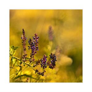 UMĚNÍM POZNÁVÁME SVÉ SOUSEDY * výstupy SRPEN 2011