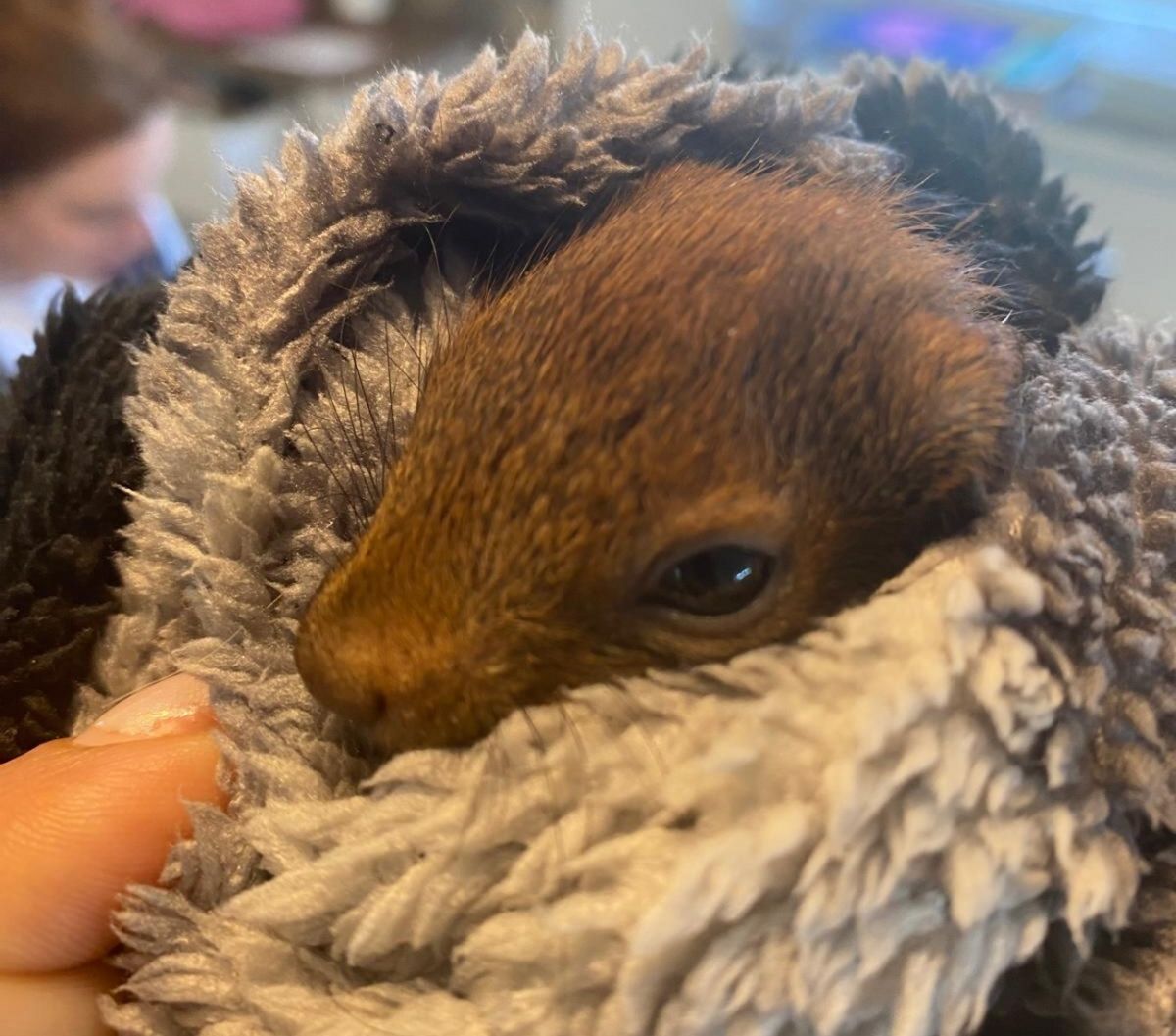 Veverky obecné nadchnou děti i ochrání přírodu