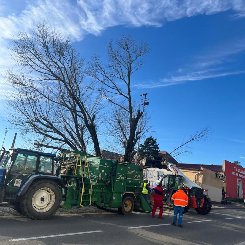 Kácení náletových dřevin