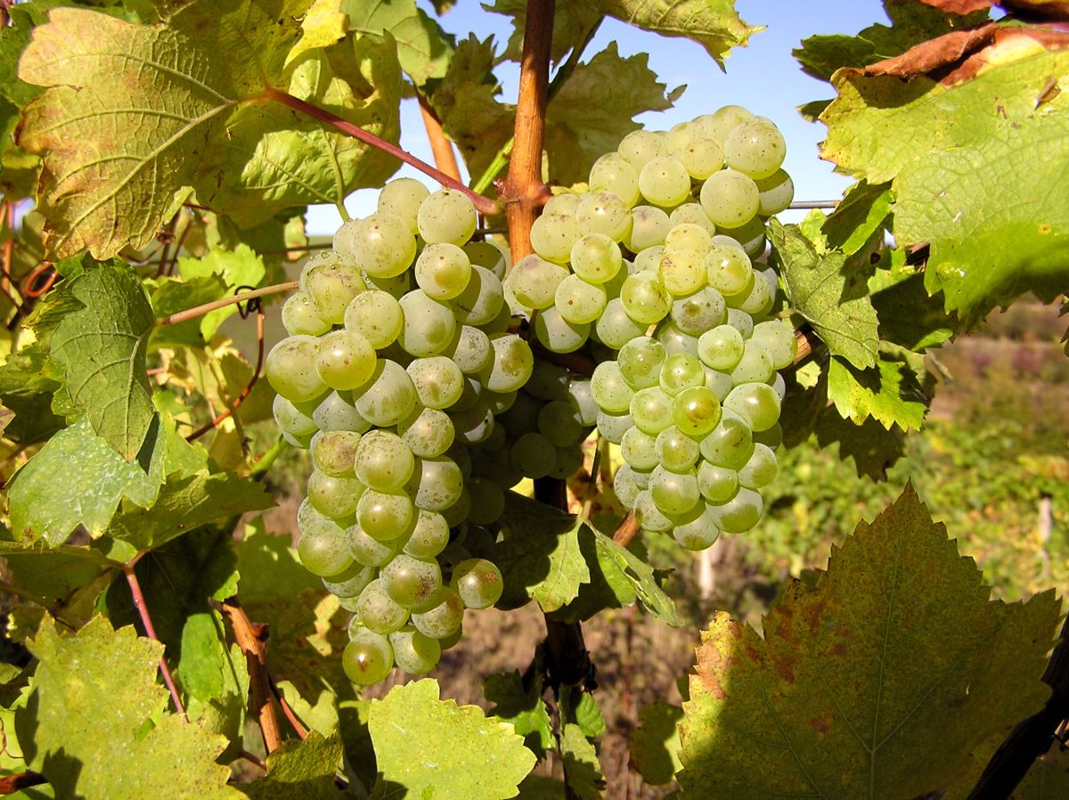 Situační zpráva o ochraně révy vinné č.19/2025