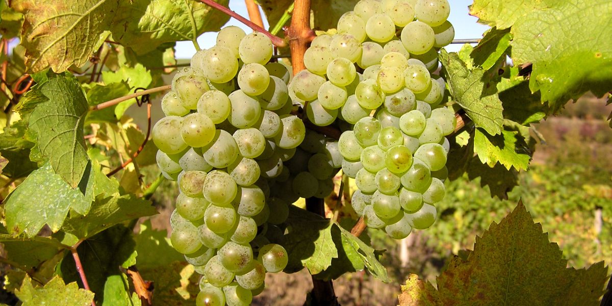 Situační zpráva o ochraně révy vinné č.19/2025