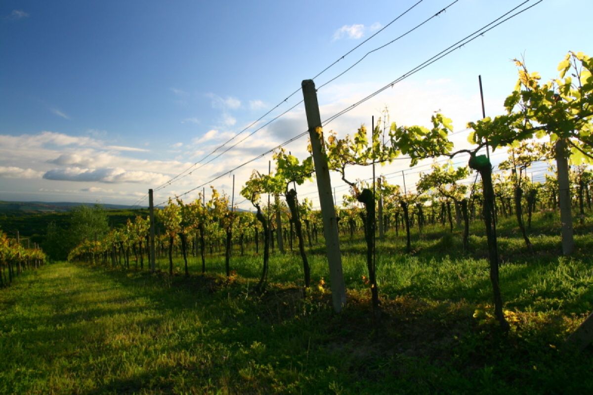 Situační zpráva o ochraně révy vinné č. 5/2026