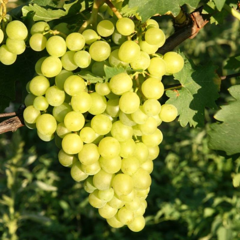 Situační zpráva o ochraně révy vinné č. 15/2026