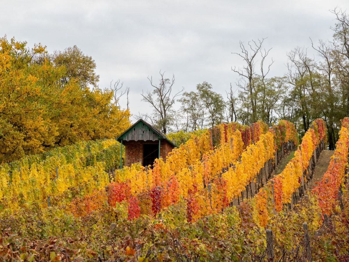 Podzim je nádherný, navzdory svým vrtochům