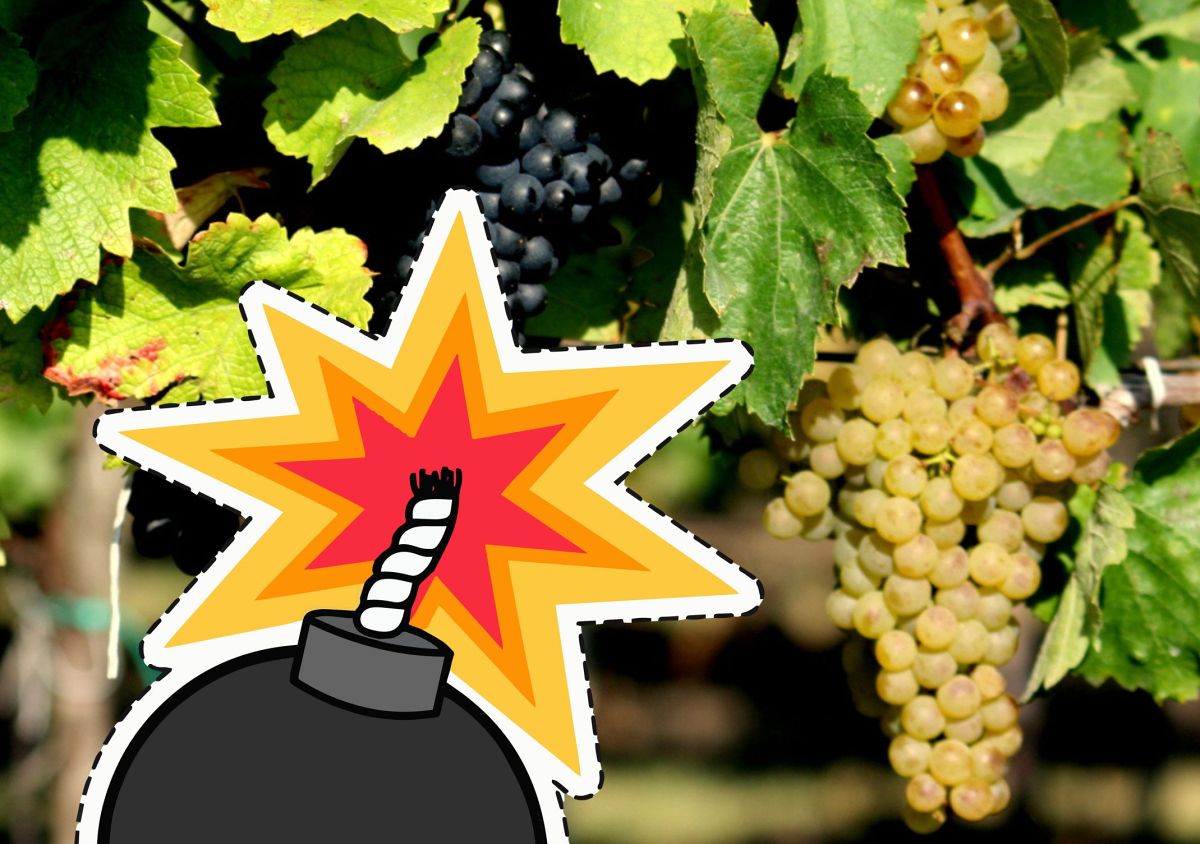 Vinaři, spíte v noci? My bychom se také rádi vyspali…
