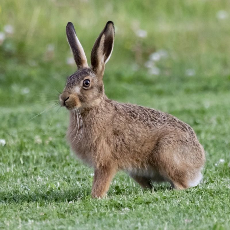 Nebezpečné šíření myxomatózy u zajíců ve Velkých Pavlovicích