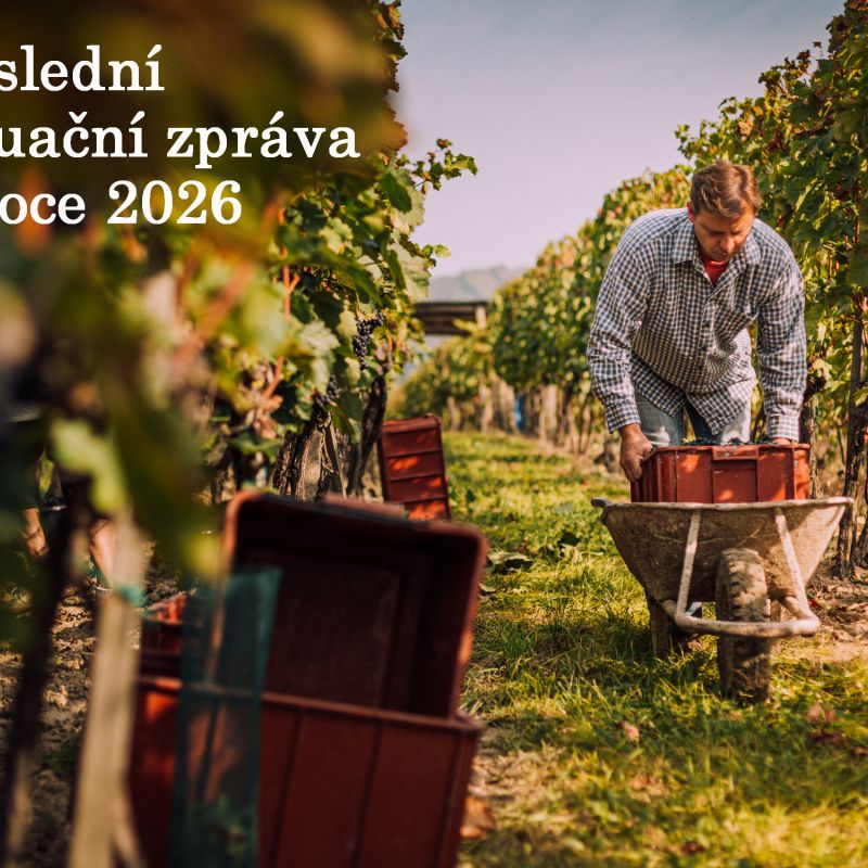 Situační zpráva o ochraně révy vinné č. 20/2026