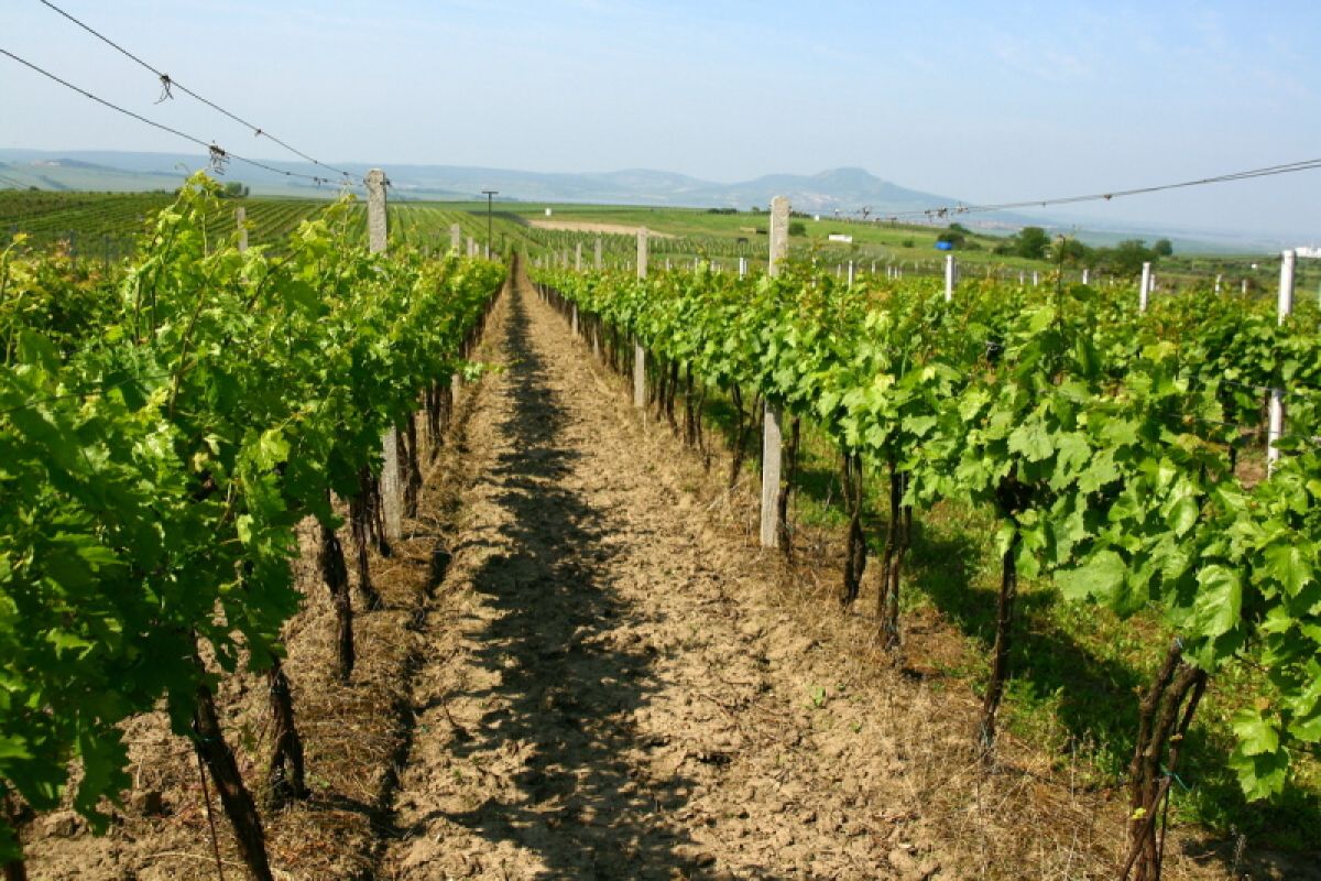 Situační zpráva o ochraně révy vinné č. 6/2026