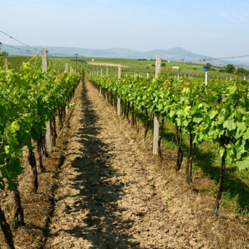 Situační zpráva o ochraně révy vinné č. 6/2026