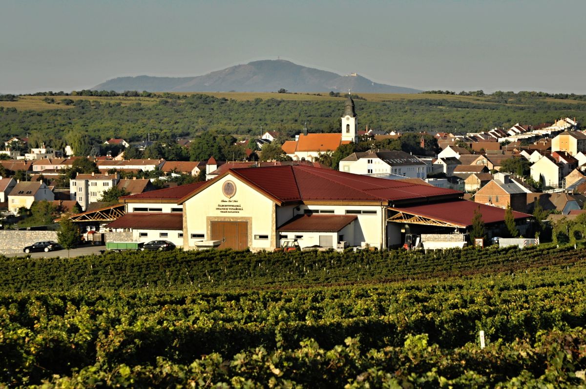 Moravská a česká vína dobyla Paříž. Velká zlatá medaile míří i do Šlechtitelské stanice vinařské Velké Pavlovice