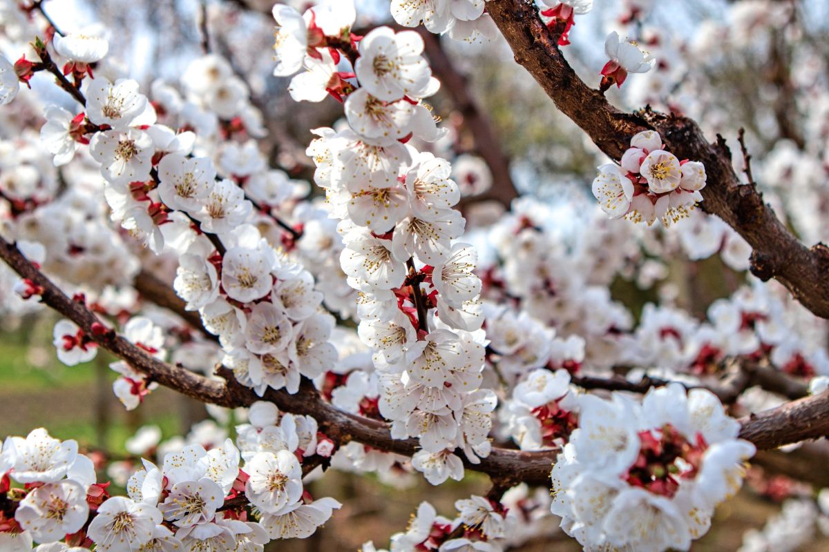 Meruňkové sady v plném květu: Krása na ostří nože