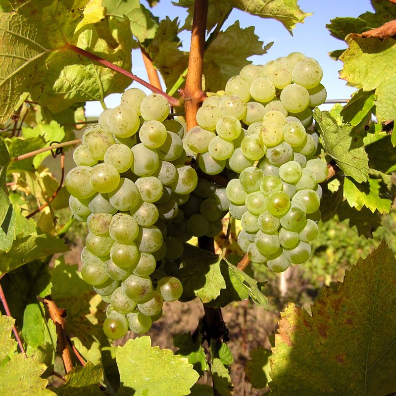 Situační zpráva o ochraně révy vinné č.19/2025