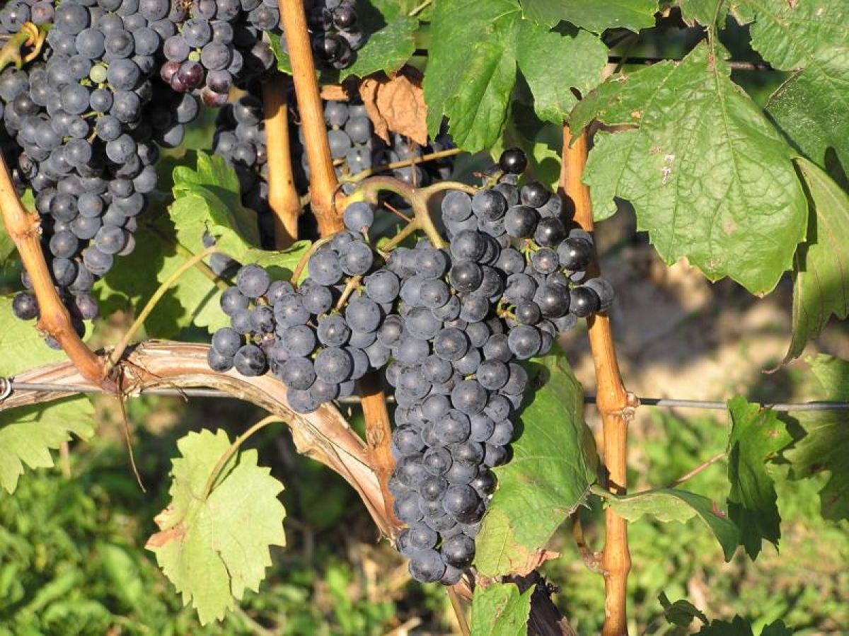 Situační zpráva o ochraně révy vinné č.18/2025