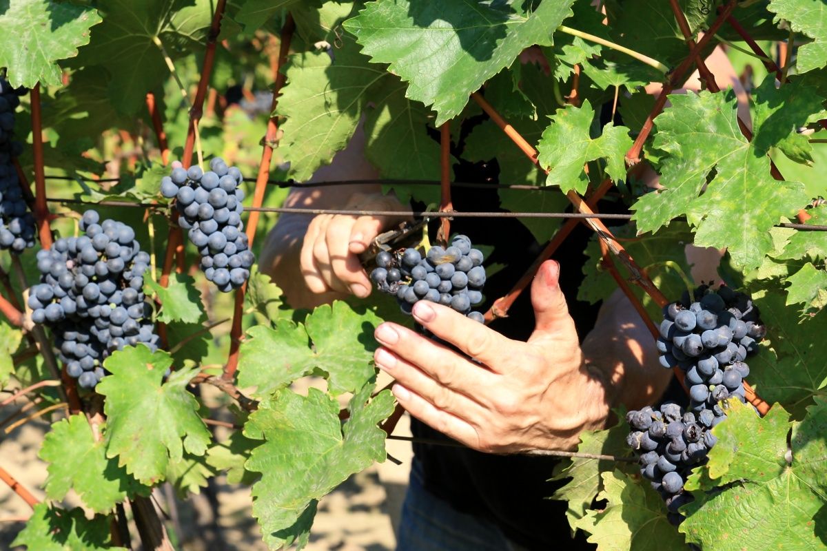 Situační zpráva o ochraně révy vinné č. 20/2025