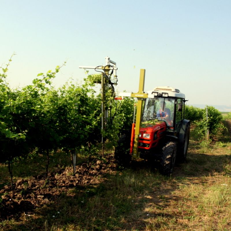 Situační zpráva o ochraně révy vinné č. 12/2026