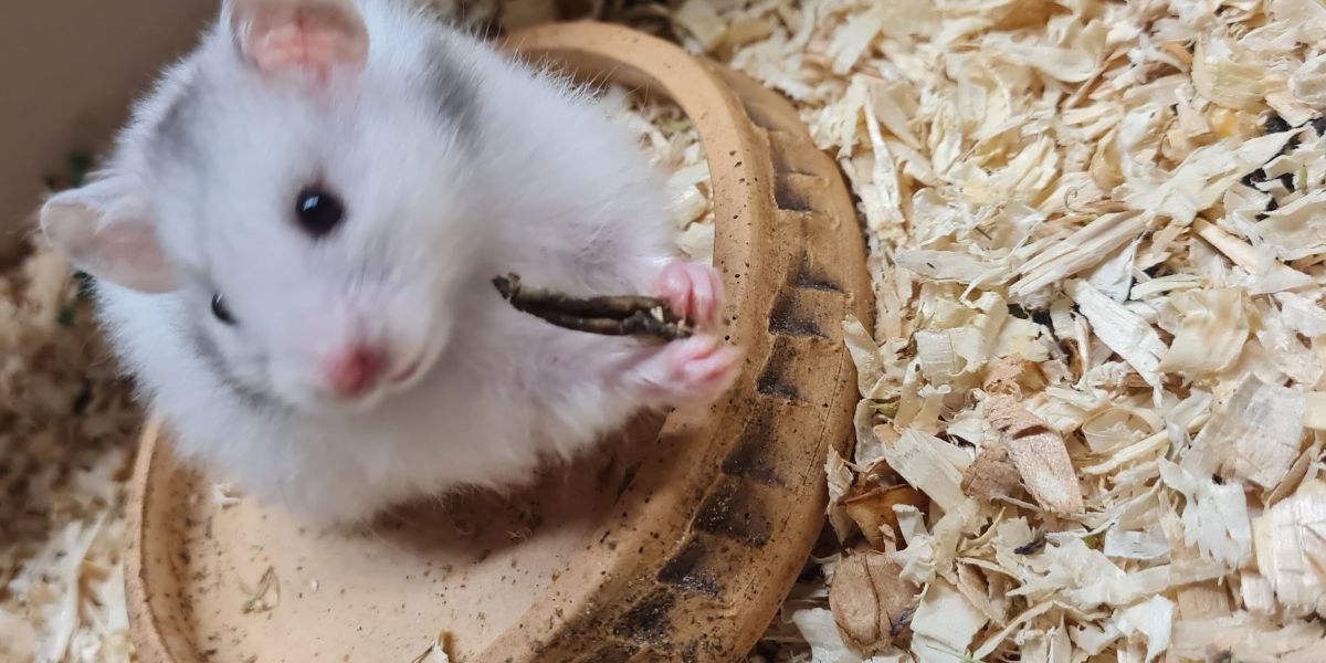 Poděkování školákům za příspěvek pro mini ZOO