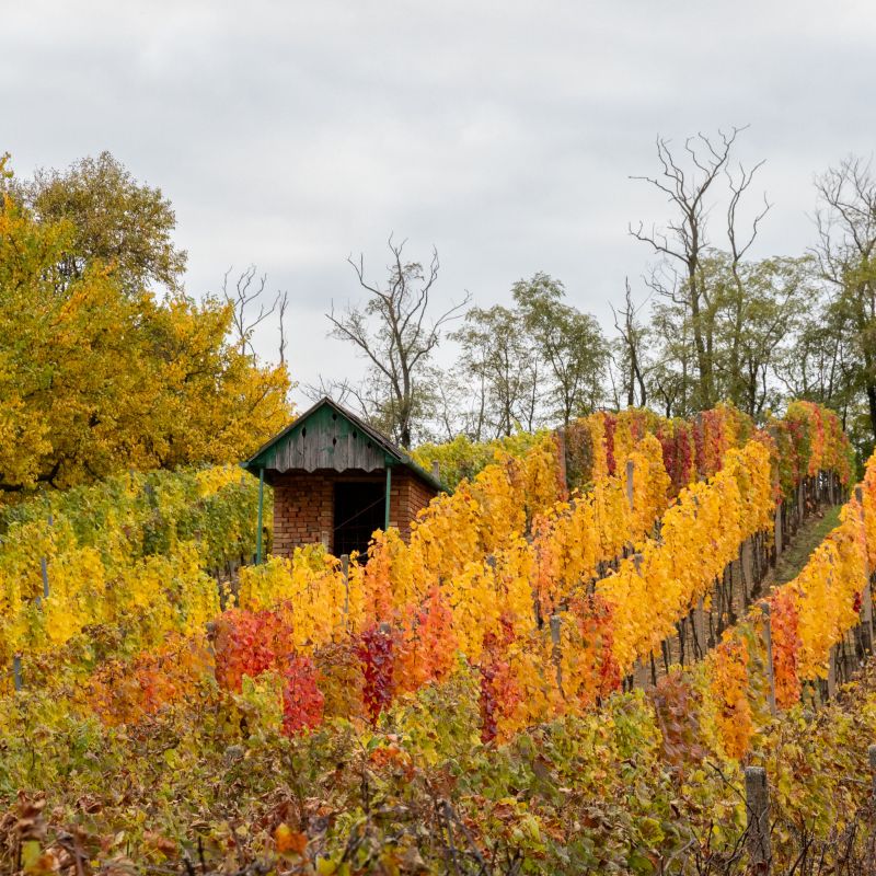 Podzim je nádherný, navzdory svým vrtochům