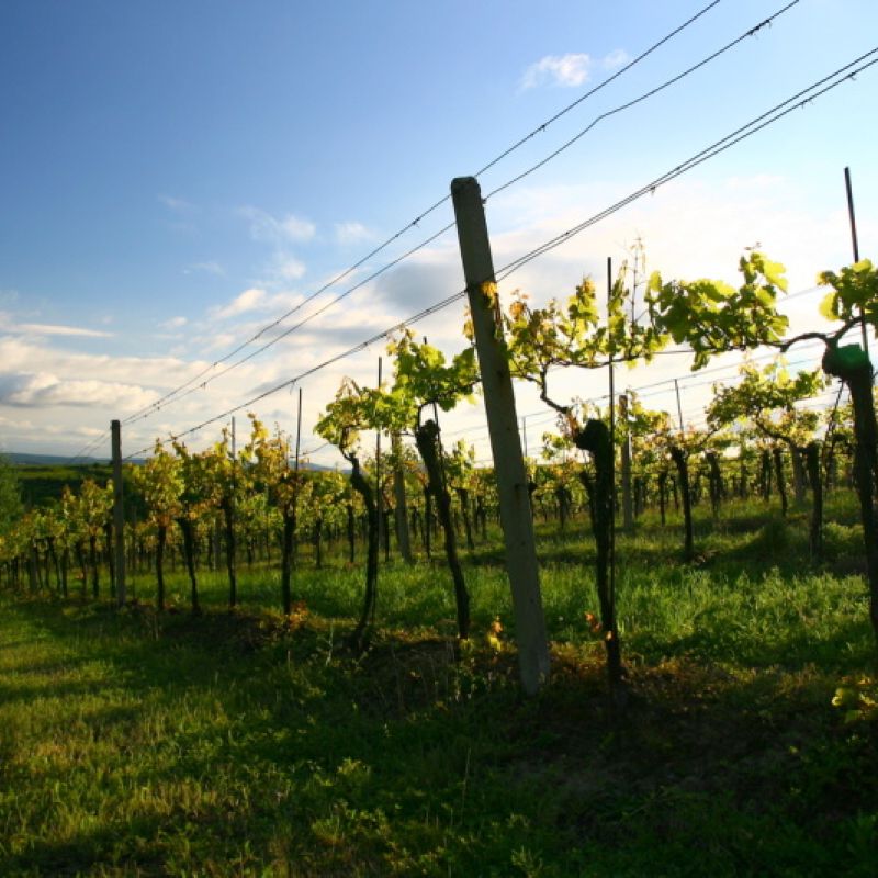 Situační zpráva o ochraně révy vinné č. 5/2026