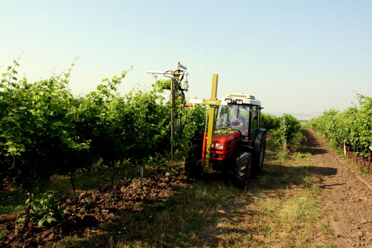 Situační zpráva o ochraně révy vinné č. 12/2026