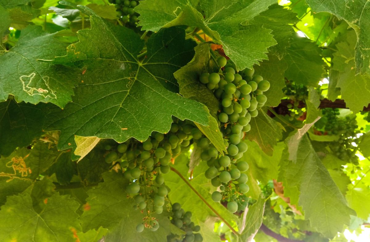 Situační zpráva o ochraně révy vinné č. 10/2026